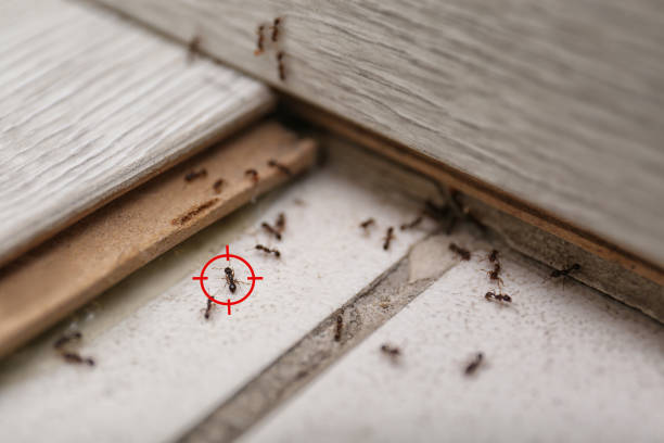 Best Cockroach Control Services  in Leisure Village East, NJ