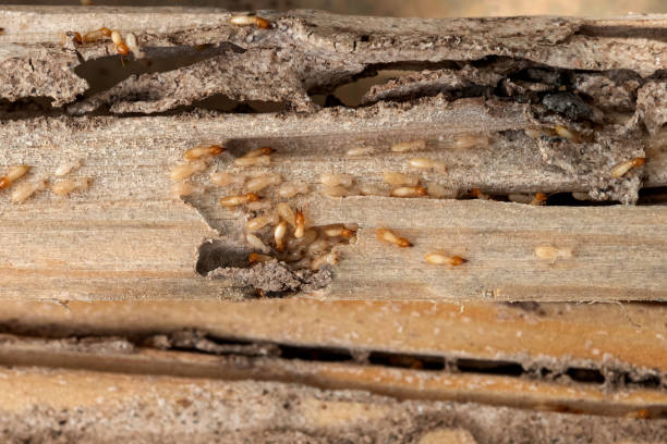 Leisure Village East, NJ Pest Control Company
